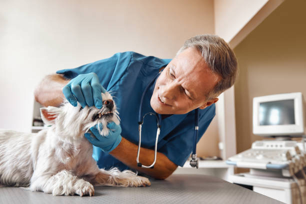 Best Weekend Emergency Dentist in Wyandotte, MI
